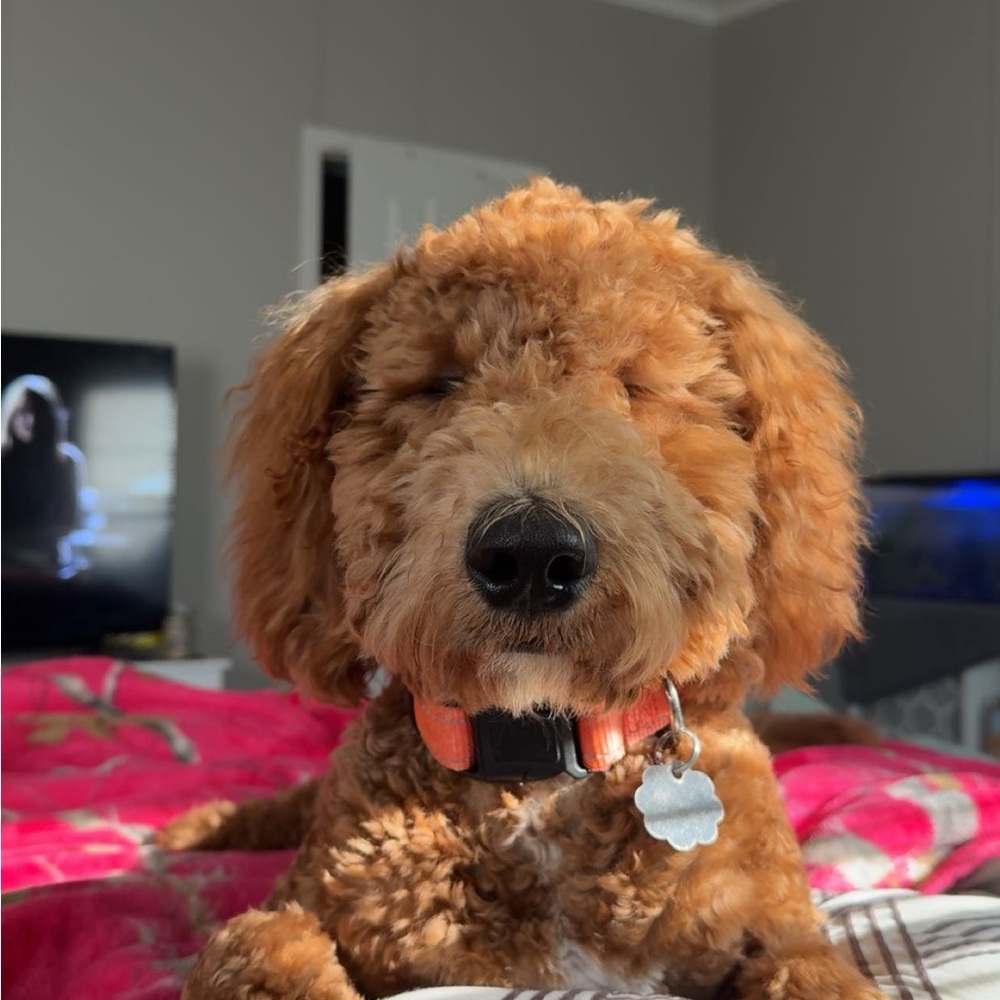 Meet your Posher, Haley